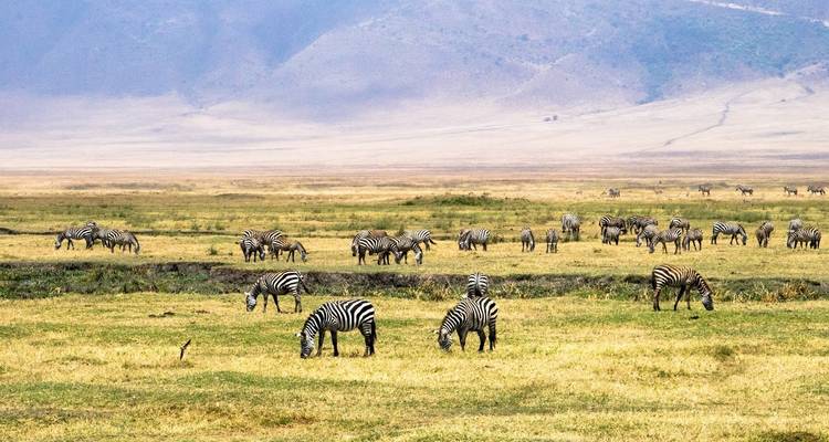 Zebra's grazend op een uitgestrekte open vlakte.