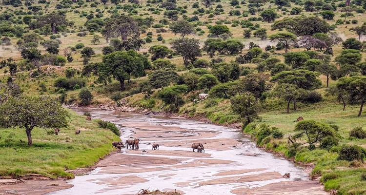 Olifanten die door een schilderachtig rivierland wandelen.