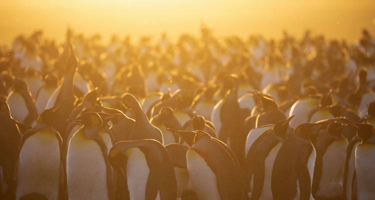 Paradis animalier des Malouines et de la Géorgie du Sud - DIAMIR Erlebnisreisen 5
