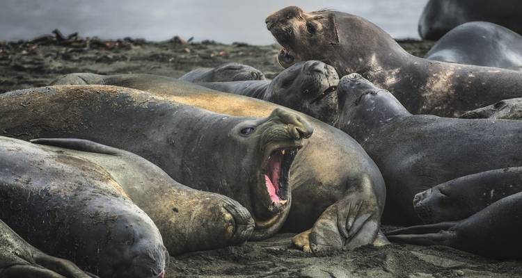 Paradis animalier des Malouines et de la Géorgie du Sud - DIAMIR Erlebnisreisen 2