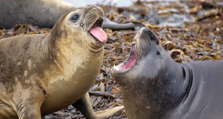 Paradis animalier des Malouines et de la Géorgie du Sud - DIAMIR Erlebnisreisen 3