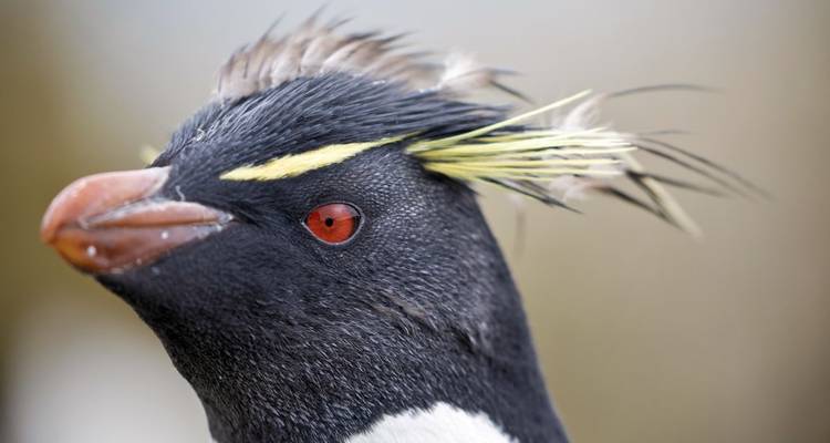 Paradis animalier des Malouines et de la Géorgie du Sud - DIAMIR Erlebnisreisen 6