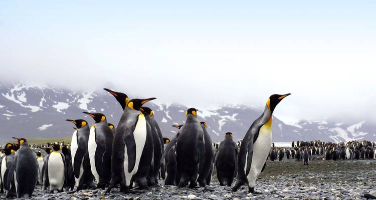 Paradis animalier des Malouines et de la Géorgie du Sud - DIAMIR Erlebnisreisen 7