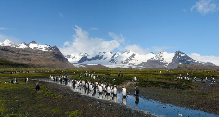 Paradis animalier des Malouines et de la Géorgie du Sud - DIAMIR Erlebnisreisen 8