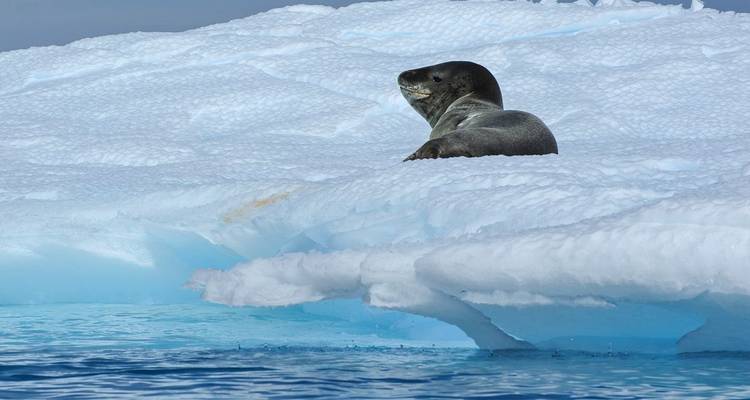 Paradis animalier des Malouines et de la Géorgie du Sud - DIAMIR Erlebnisreisen 10