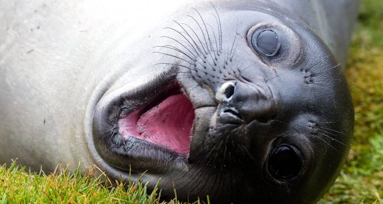 Close-up of a young seal looking at the camera.