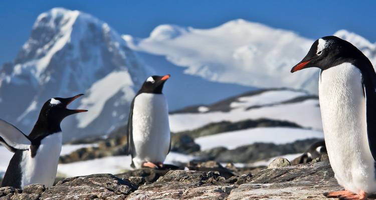 L'Antarctique en profondeur 2025|2026|2027-2028 - Scenic Luxury Cruises & Tours 1