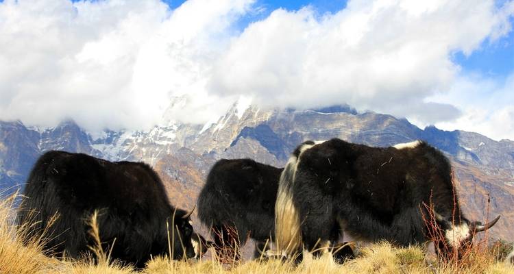 Trek de 3 jours à Mardi Himal - Frolic Adventure Pvt. Ltd. 7