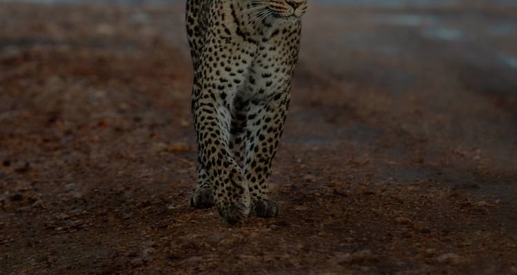 Explorador de la Sabana (Migración al Serengeti + Animales de los Cinco Grandes de África) - Akondo Adventures 1