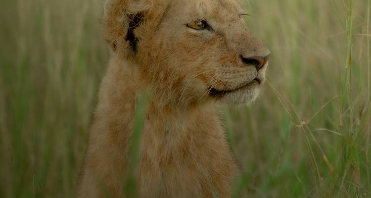 Explorador de la Sabana (Migración al Serengeti + Animales de los Cinco Grandes de África) - Akondo Adventures 2