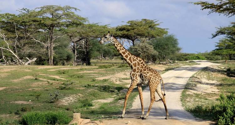 Expérience unique dans le parc national de Nyerere - Akondo Adventures 3