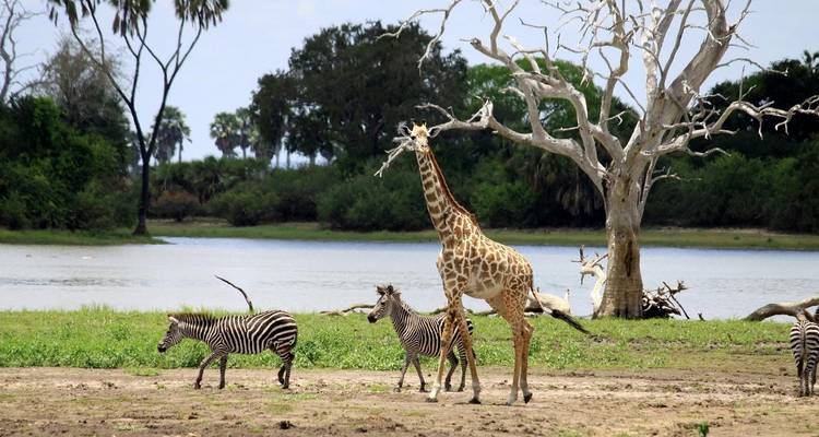 Expérience unique dans le parc national de Nyerere - Akondo Adventures 4