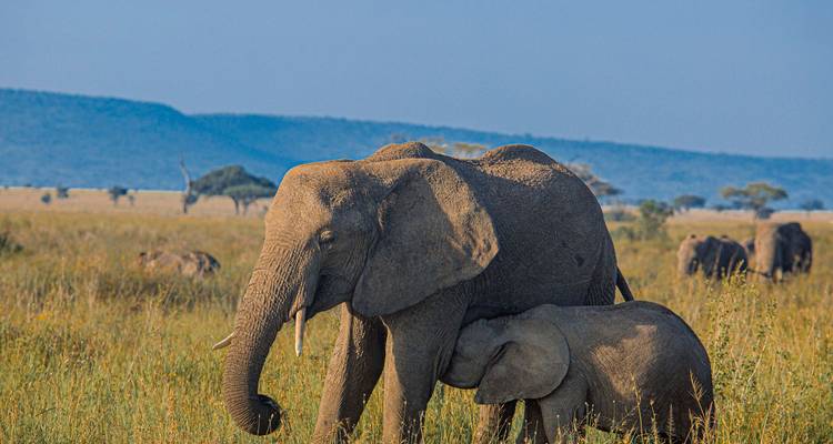 Le meilleur de la migration du Serengeti et safari Big Five - Akondo Adventures 2