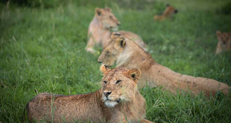 Le meilleur de la migration du Serengeti et safari Big Five - Akondo Adventures 4