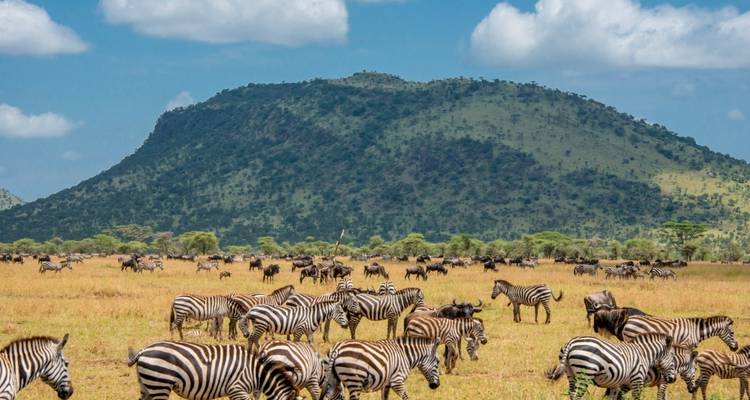 Zebraherde beim Grasen mit Bergen im Hintergrund.