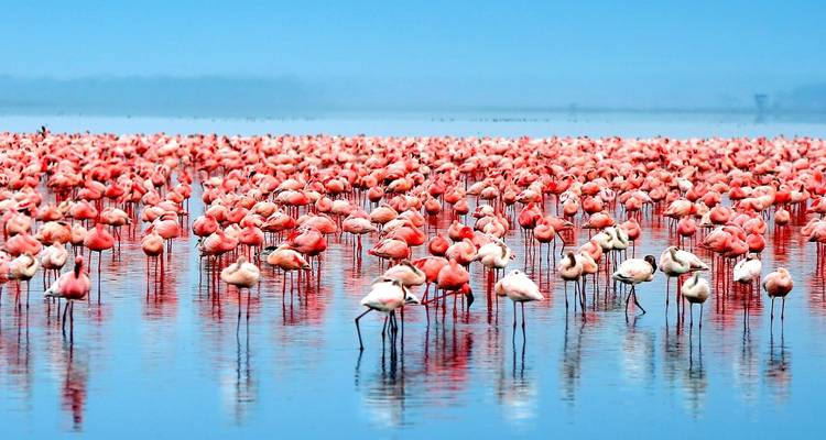 Große Gruppe von Flamingos, die in einem See stehen.