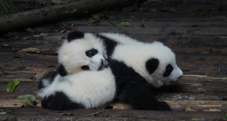 Excursión de 3 días sin visado a lo más destacado de Chengdu - Intertrips 1