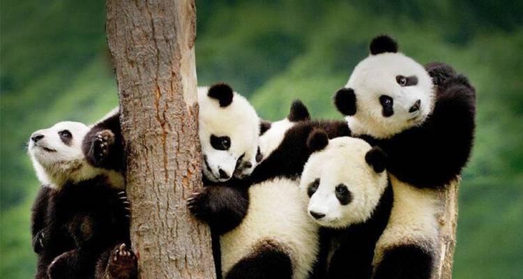 Excursión de 3 días sin visado a lo más destacado de Chengdu - Intertrips 2