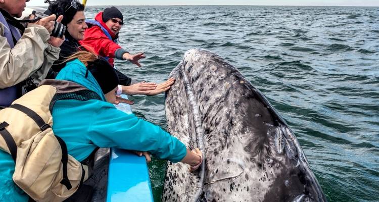 Toeristen die opgewonden interactie hebben met een walvis vanaf een boot in de oceaan.