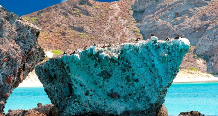 Een rotsachtige kustlijn met blauw water en vogels die rusten op de rotsen.