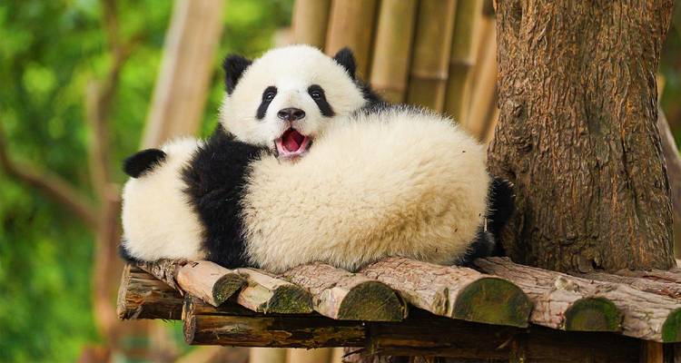 Zwei verspielte Riesenpanda-Jungtiere, die auf einer hölzernen Plattform inmitten üppigen Bambusgrüns faulenzen.