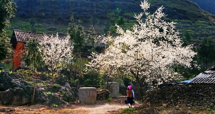 Bloeiende bomen met een persoon in traditionele kledij die langs een pad loopt.