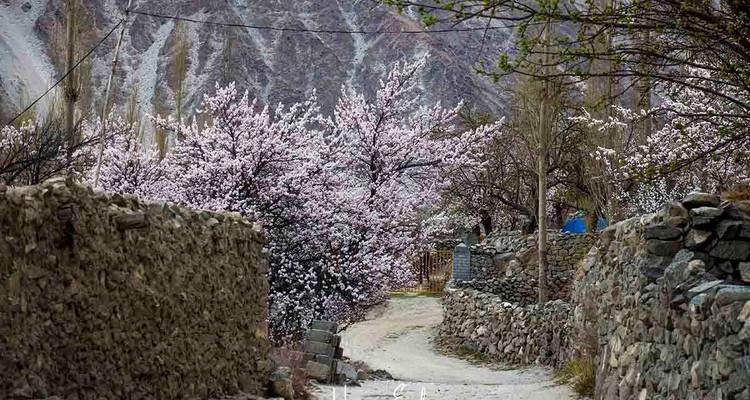 Hunza Pakistán Excursión a los Cerezos en Flor - Hunza Explorers 1
