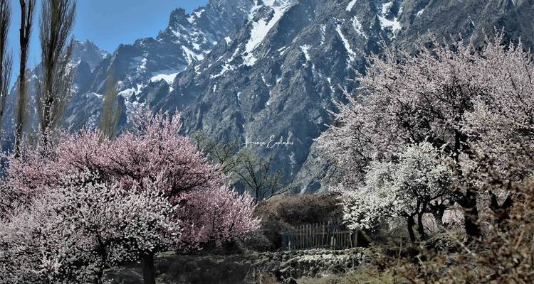 Hunza Pakistán Excursión a los Cerezos en Flor - Hunza Explorers 3