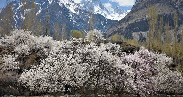 Hunza Pakistán Excursión a los Cerezos en Flor - Hunza Explorers 4