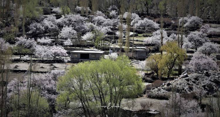 Hunza Pakistán Excursión a los Cerezos en Flor - Hunza Explorers 6