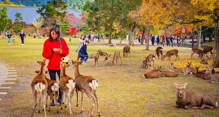 8 Day Budget Japan Tour Package - Tourist Journey 6