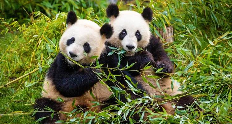 Deux adorables pandas géants grignotent du bambou tout en étant assis parmi un feuillage vert dense