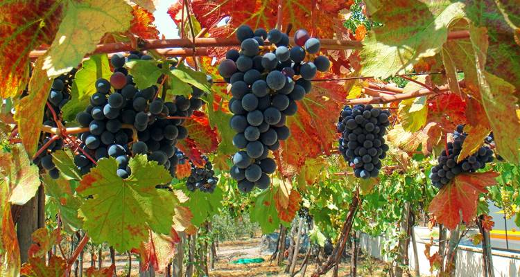 La campagne toscane et ombrienne avec les charmantes villes collinaires d'Italie (de Rome à la Toscane) - Collette 7