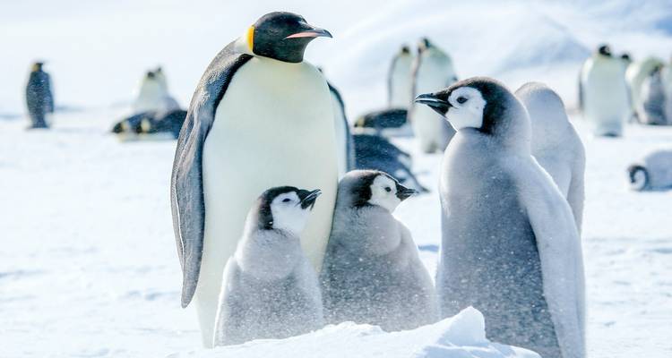 MANCHOTS IMPÉRIAUX SUR L'ÎLE DE SNOW HILL - MER DEWEDELL - Inventia 1