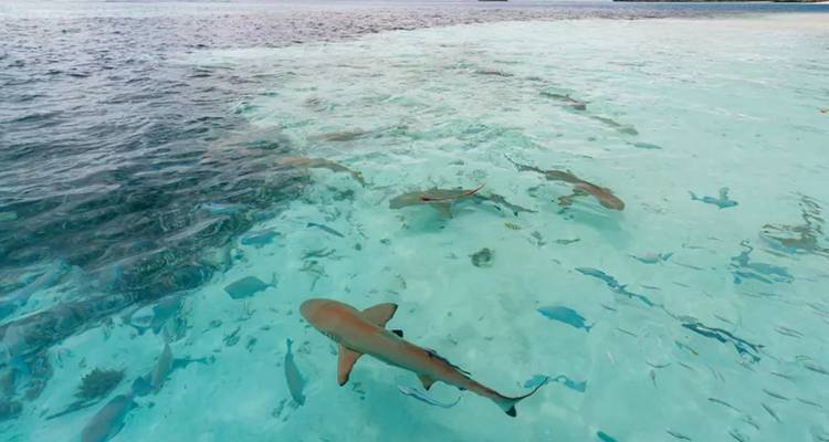 Klare tropische Untiefen mit mehreren Riffhaien und bunten Fischen, die in türkisfarbenem Wasser schwimmen