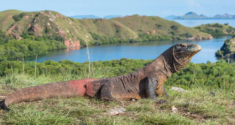 Komodowaran ruht auf einem grasbewachsenen Bergrücken mit Blick auf türkisfarbene Buchten und grüne Inseln