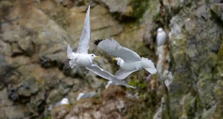 Twee zeevogels in volle vlucht die ruziën tegen een rotsachtige klif als achtergrond