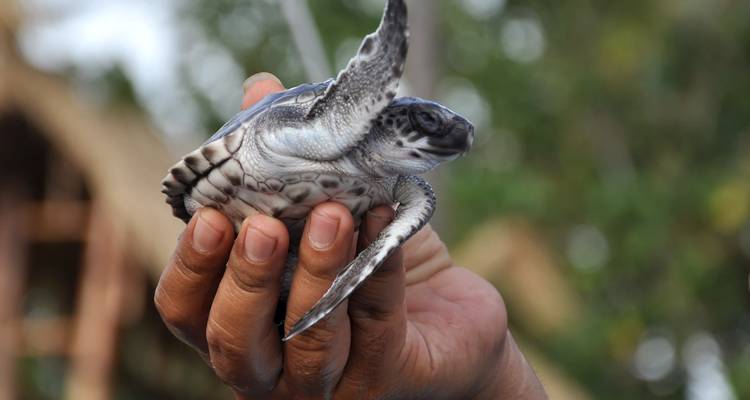 Aventura en Malasia: los secretos de la selva de Borneo - journaway 5