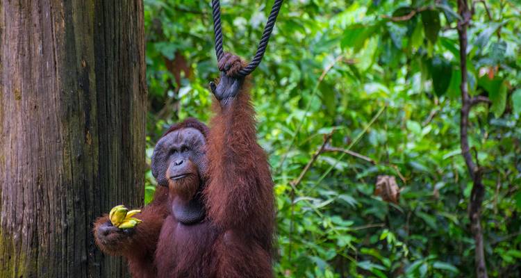 Aventura en Malasia: los secretos de la selva de Borneo - journaway 4