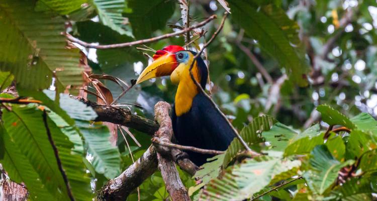 Malaisie & Singapour : les secrets de la jungle de Bornéo - journaway 9