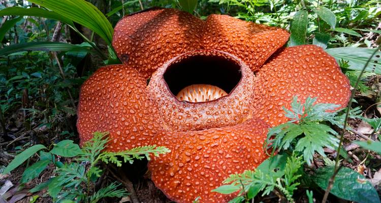 Close-up van een Rafflesia bloem in een bos.
