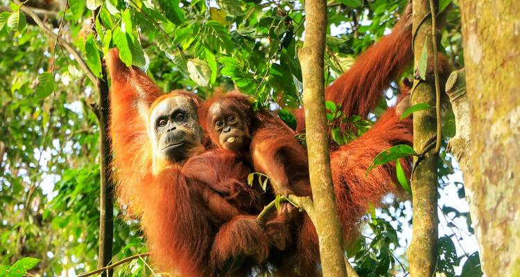 Twee orang-oetans hangen aan takken in een groen bos.