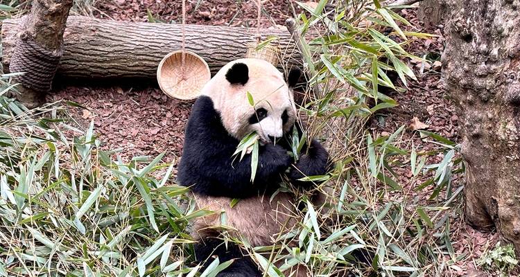 Viaje a China en profundidad de 30 días a medida, con salida diaria y sin grupo - TravelChinaGuide 3