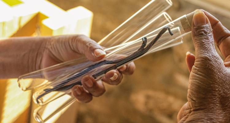 Hands holding vanilla beans inside test tubes.