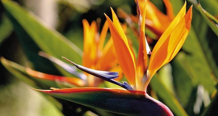 La Reunion up close - DERTOUR 6