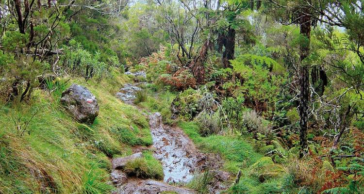 Sendero lodoso de selva tropical que serpentea entre helechos densos, rocas cubiertas de musgo y follaje goteante después de la lluvia.