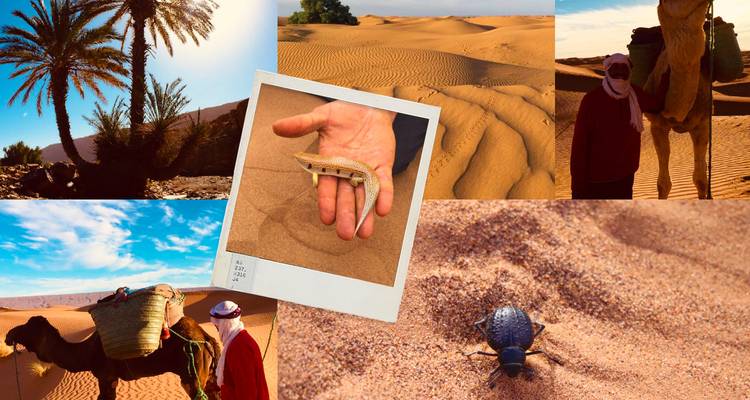 De Ouarzazate al desierto de Erg Chegaga 1 noche - SAHARA HOLIDAY 3