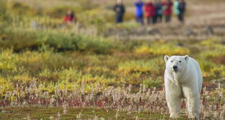 Ein neugieriger Eisbär wandelt über die herbstliche Tundra, während eine entfernte Touristengruppe ihn aus der Ferne beobachtet.