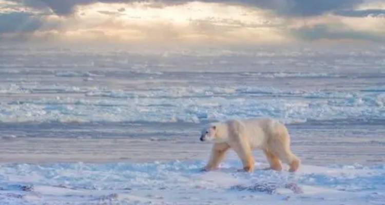 Ein einsamer Eisbär durchquert eine gefrorene, eisbedeckte Meereslandschaft unter einem dramatischen bewölkten Himmel.