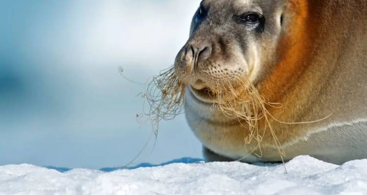 Retrato de primer plano de una foca barbuda recostada sobre hielo marino blanco brillante.